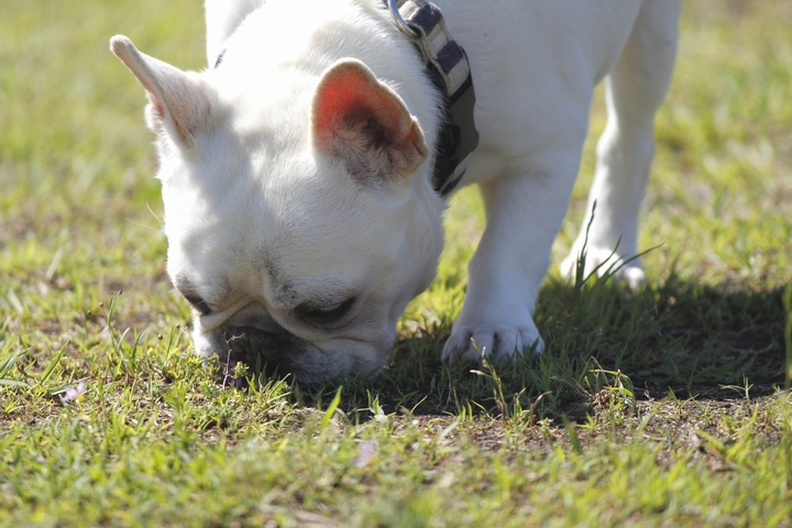 犬はなぜ雑草を食べるのか 国産 無添加ドッグフードperori
