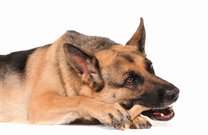 カルシウム摂取のために骨をかじるシェパード犬