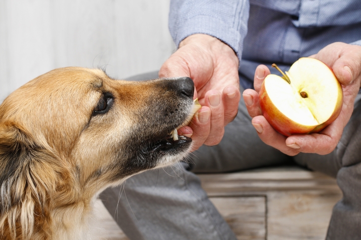 飼い主にもらったリンゴを味わって食べる犬