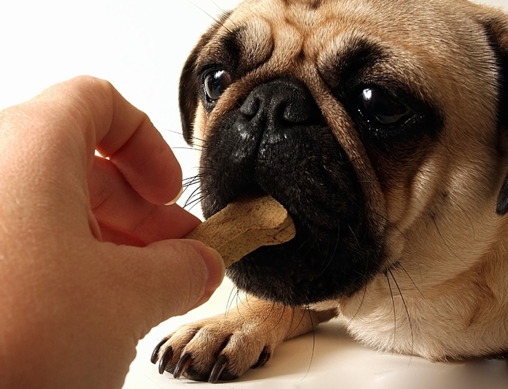 美味しい犬用のクッキーを食べさせてもらっているパグ犬の様子