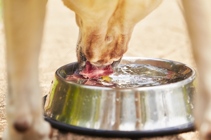 フードボウルにたっぷりと入った水を飲む犬