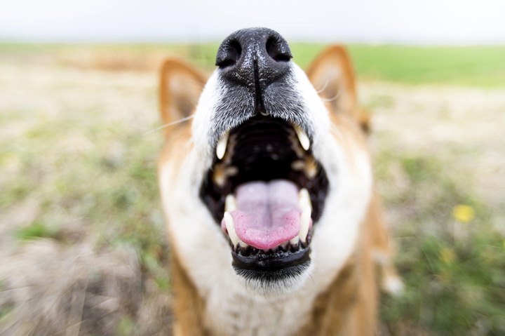 犬の歯の位置と歯並び | 国産・無添加ドッグフードPERORI