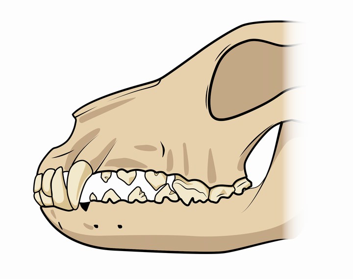 横から見た犬の歯