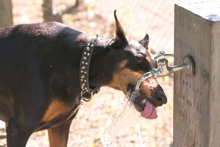 散歩時に美味しそうに水を飲む犬、ドーベルマンの様子