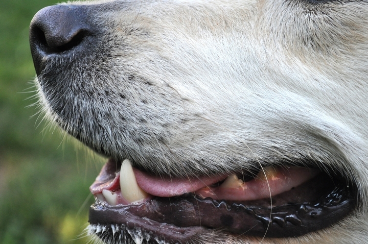 きちんとケアされた犬の歯の画像