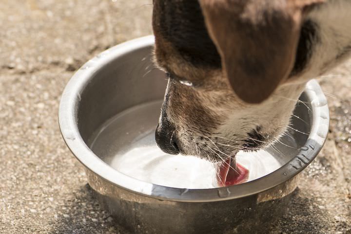 水を大量に飲む犬
