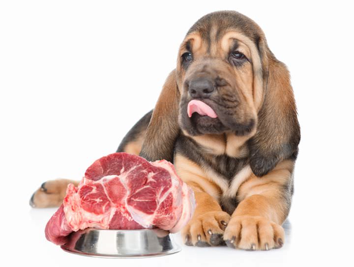 生肉を食べようとしている子犬