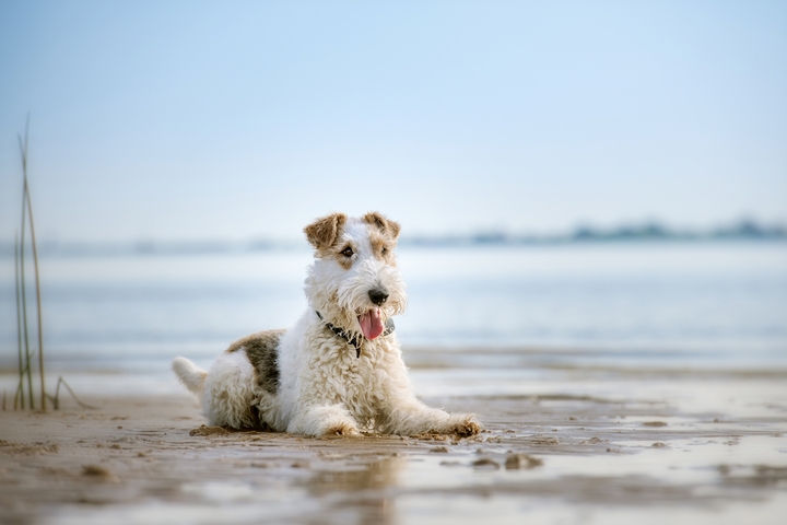 海で休憩している犬の様子