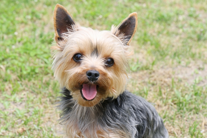 犬の血液検査項目　P（リン）についての説明